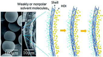 Graphical abstract: Double-layered reactive microcapsules with excellent thermal and non-polar solvent resistance for self-healing coatings