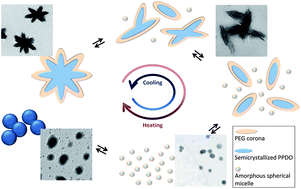 Graphical abstract: Temperature dependent morphological evolution and the formation mechanism of anisotropic nano-aggregates from a crystalline-coil block copolymer of poly(p-dioxanone) and poly(ethylene glycol)